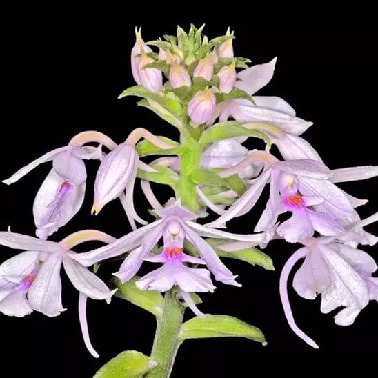 Orchideen - Schönorchen (Calanthe)