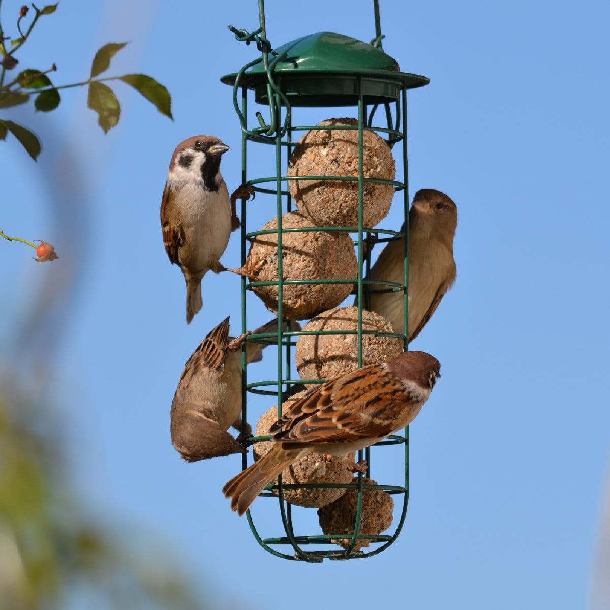 Wie gut, dass wir so eine große Vogelbadewanne haben 😁!
Zur Zeit sammeln sich die Starengeschwader. Und die, die bei u…