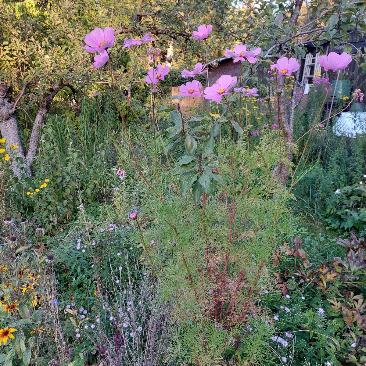 Garten am Dienstag nach der Arbeit. 
Die Sonnenhüte blühen die zweite Runde, nachdem die erste verdorrt ist.
Die Cosmee…