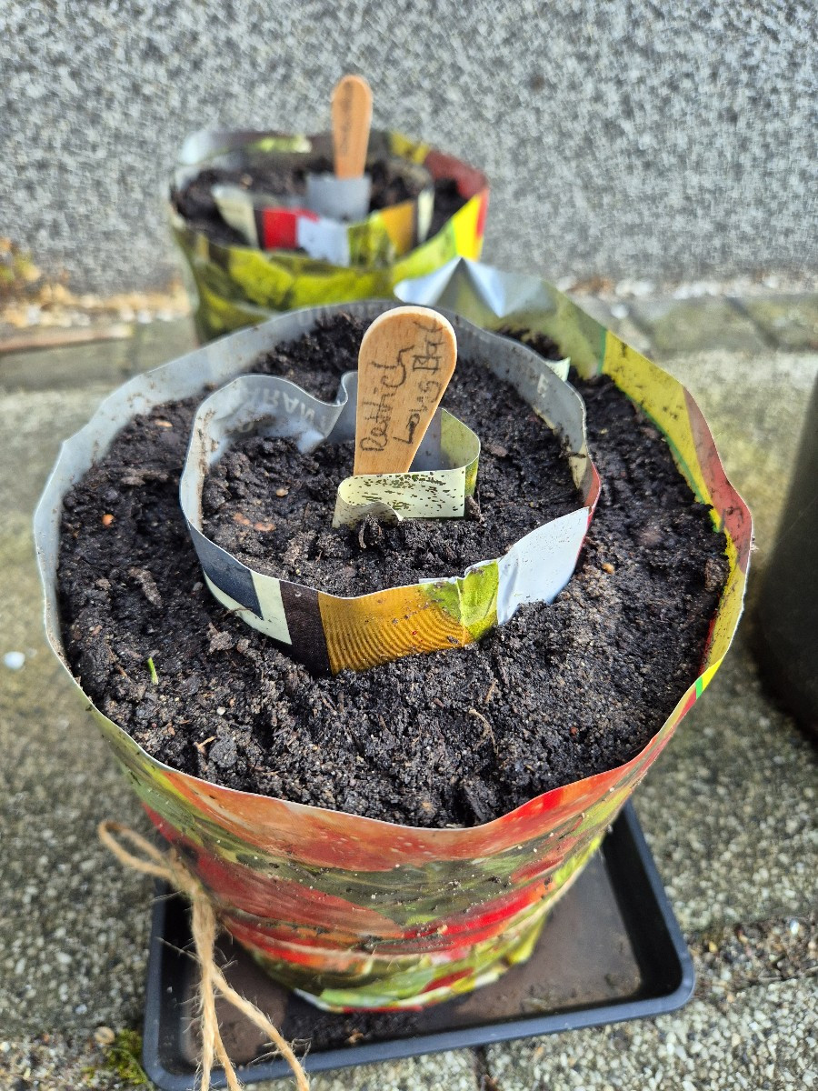 Heute einen Pflanzsack Kartoffeln geerntet (rote Emmalie) und ein paar Schalotten. Bisschen Aussaat bei der Hitze in Se…