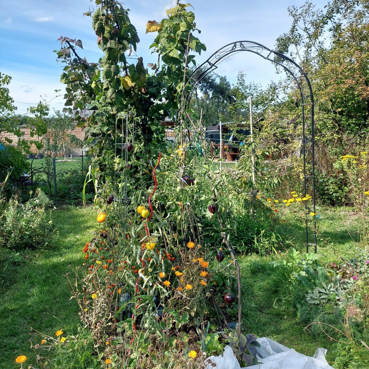 Heute war ich endlich mal wieder mit Muße im Garten.
Und ich dachte schon, es wird ein mageres Bohnenjahr.
Hab auch vom…
