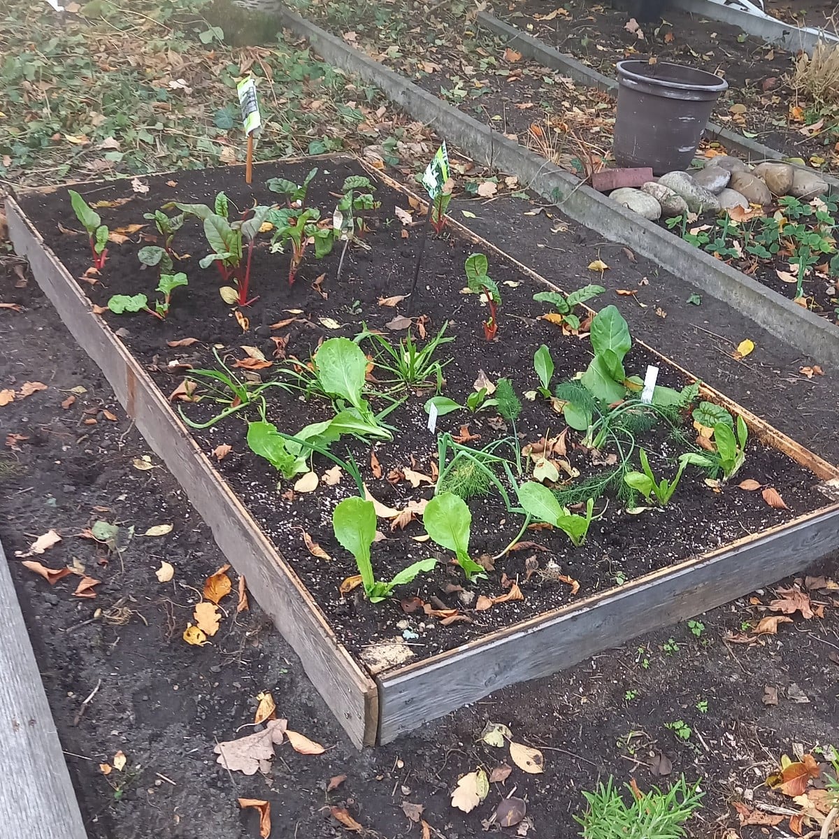 So ziehe ich meinen Garten um.  Bretter für die Beetrahmen, zwei Mòrtelkisten mit Beerensträucher und den Feigenbaum ha…