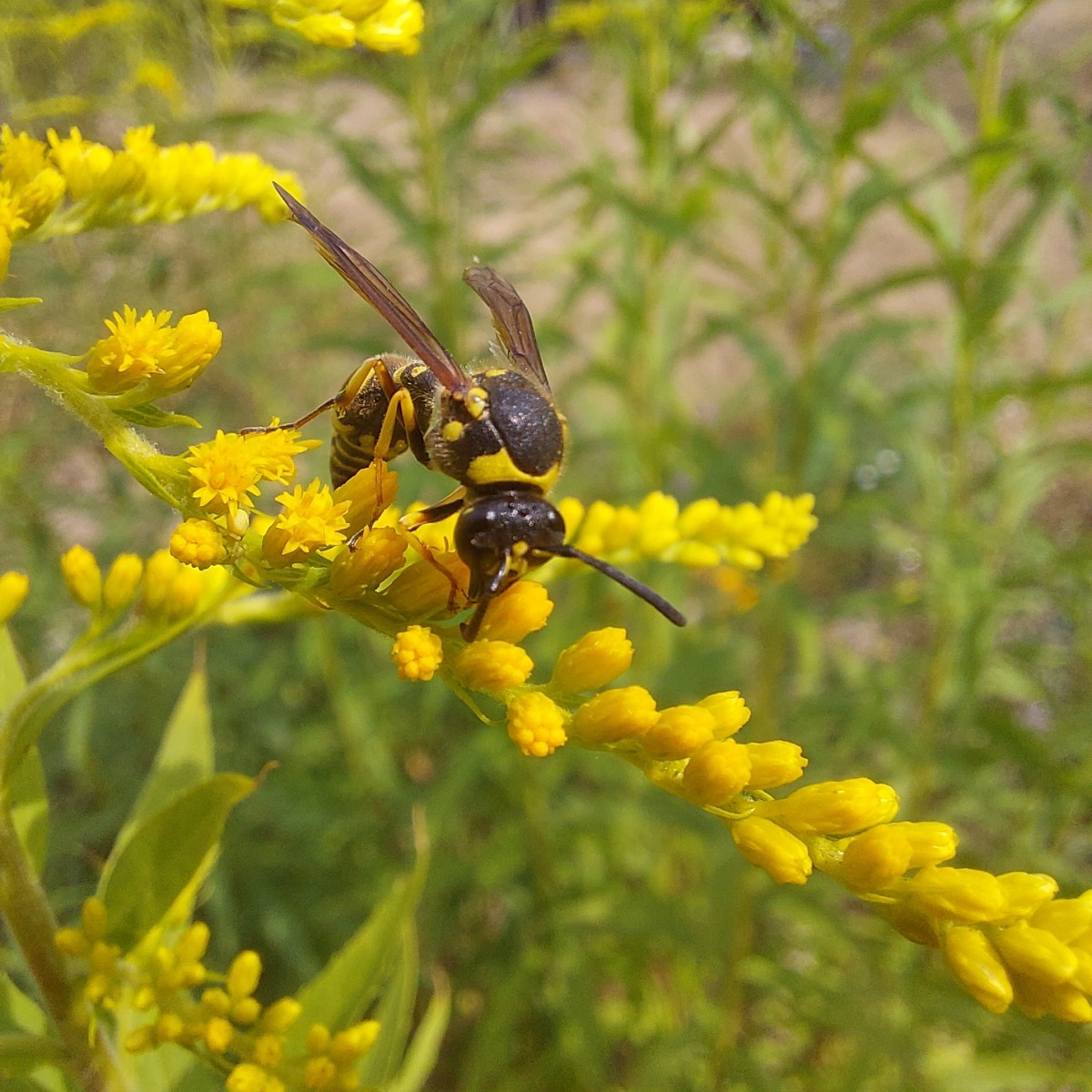 Und die heutige Insekten-Ernte an Minze und Goldrute.
Drei verschiedene Bläulinge.
Sehr dekorative Wanzen, Hüpfer und M…