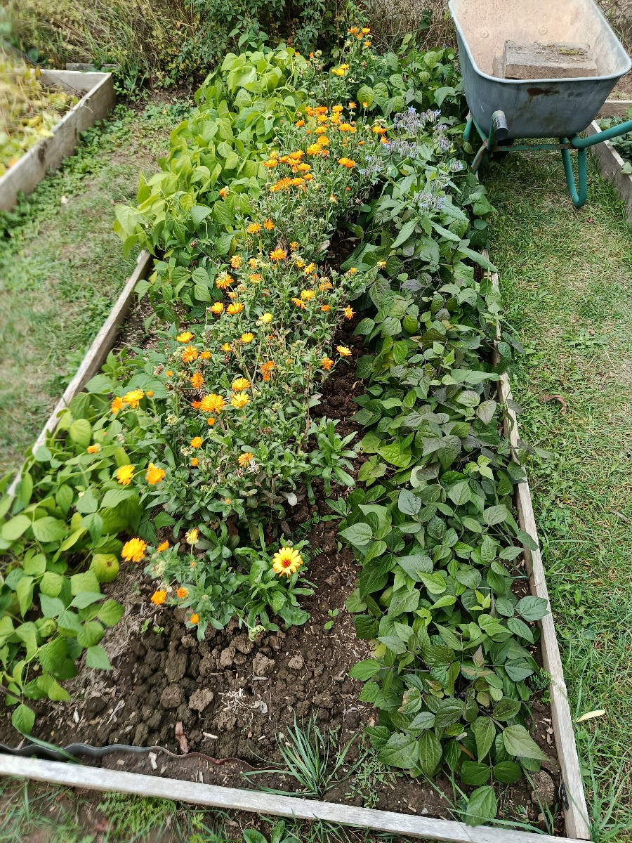Heute habe ich angefangen den Garten winterfest zu machen. Das heißt, Klo mitgenommen, Wasserkanister entleert, Pumpe a…