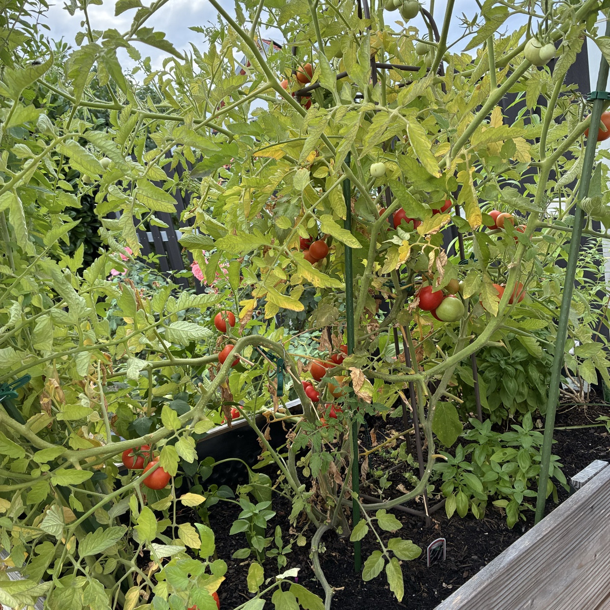 Kleiner Rundgang zu dem was hier gedeiht.
Bild 1+2 ein einzige Tomatenpflanze, die fast das Beet in Beschlag nimmt.
Bil…