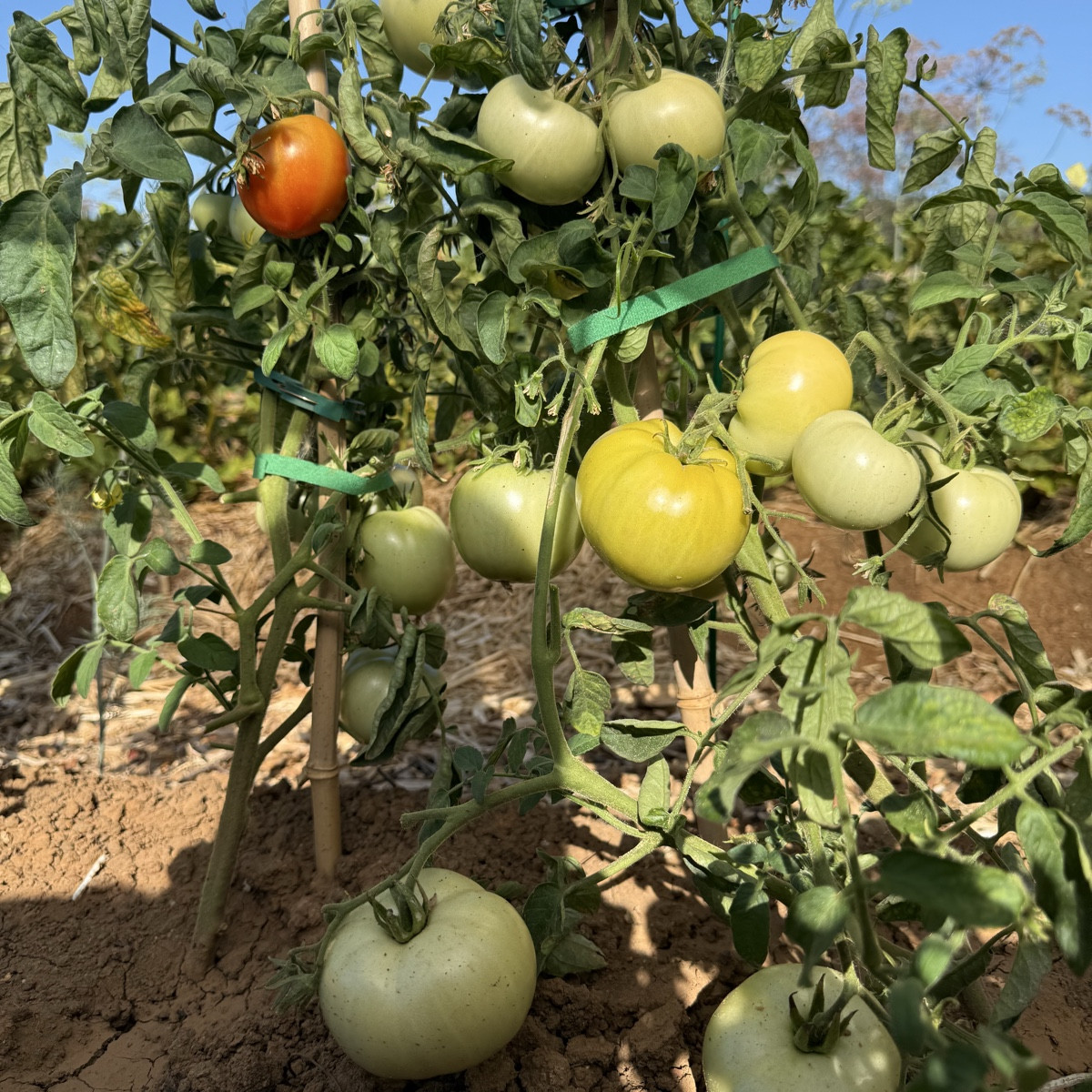 Polfast F1 – meine Tomaten-Entdeckung dieses Jahr 😍😍😍
Ich habe die Samen als Urlaubsmitbringsel bekommen und bin tot…