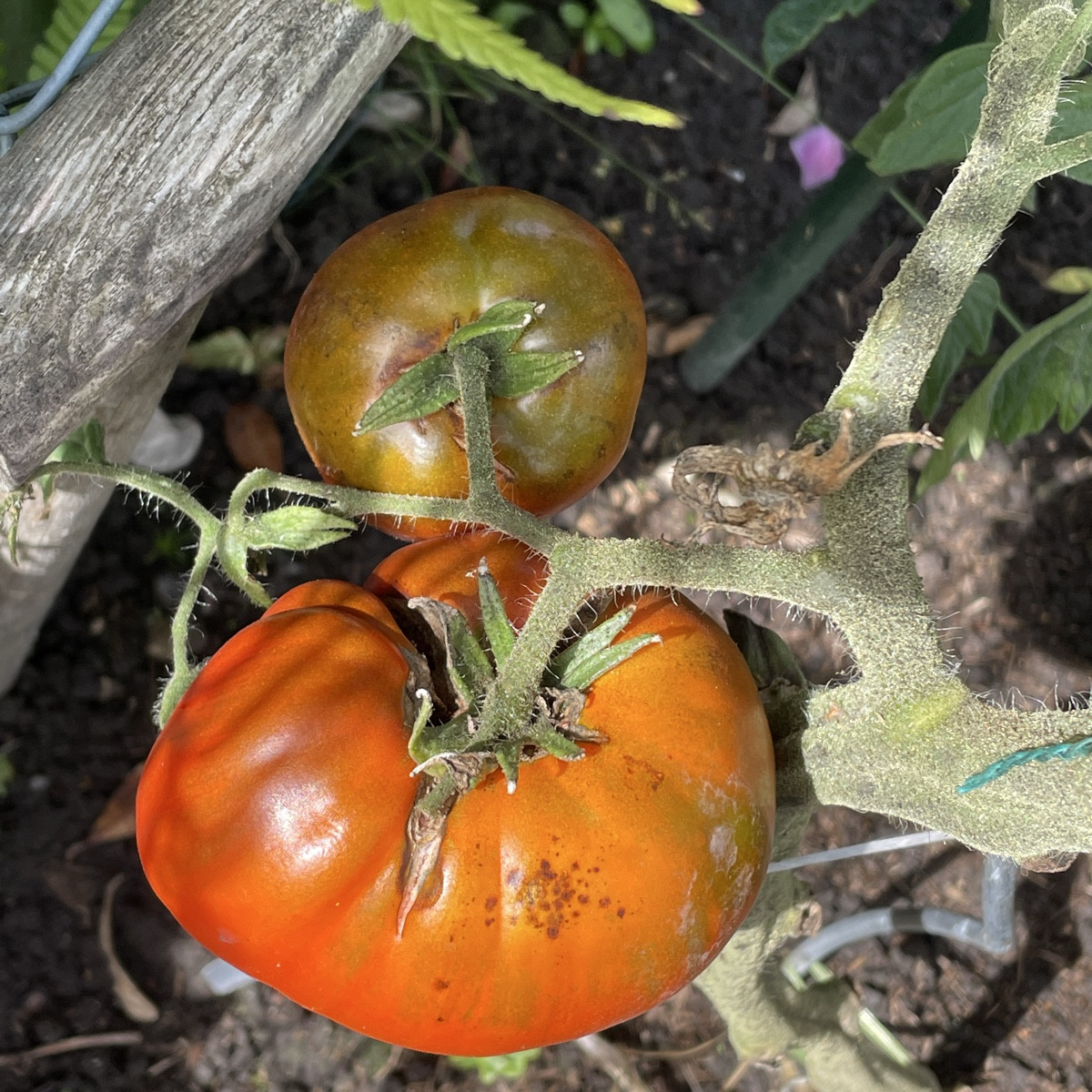 Was können meine Freilandtomaten haben (Sorten: RAF und Harzfeuer), das sie solche braunen Punkte bekommen?