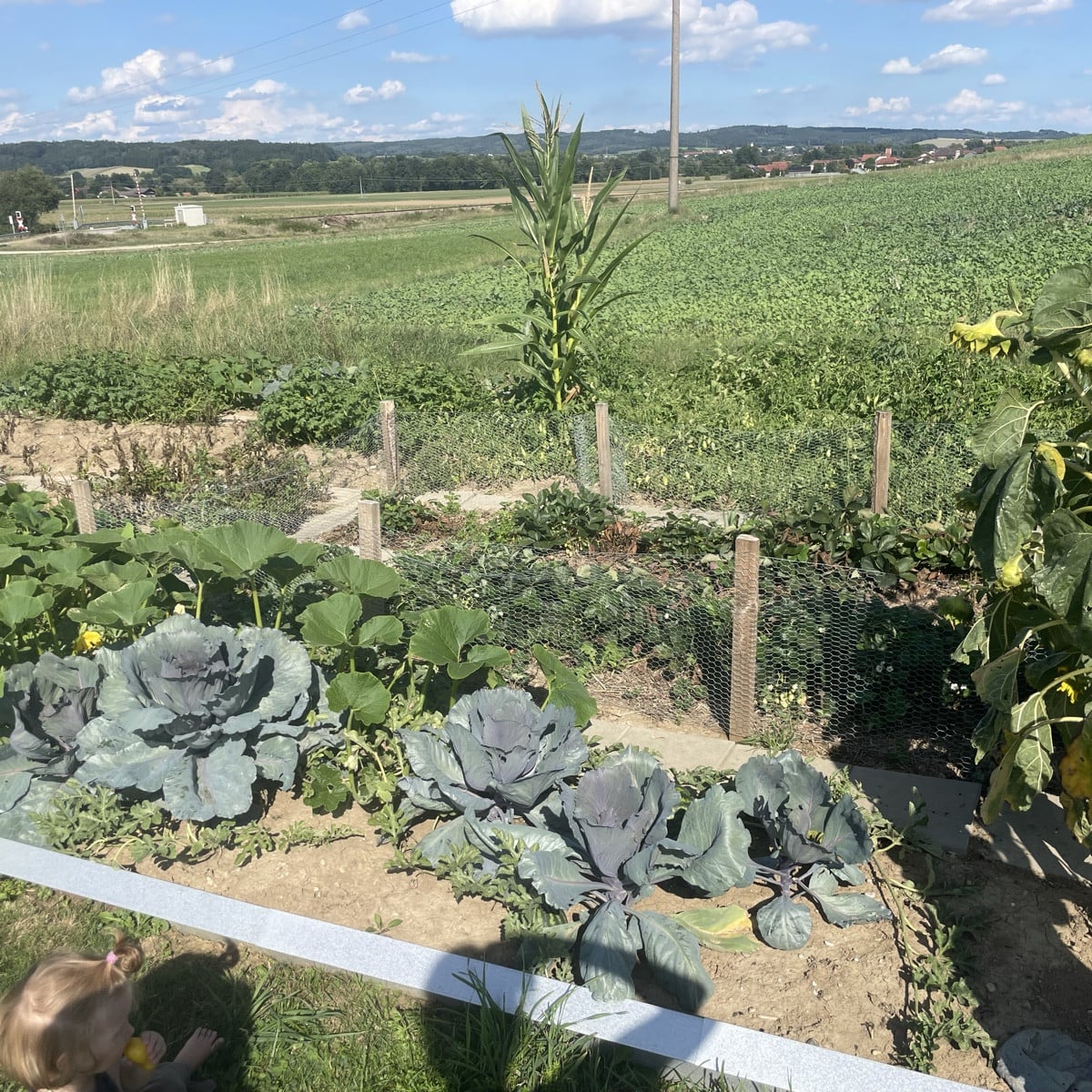 #Tomaten im Freiland-Jungle! Ich hatte im Frühjahr schon eimerweise ausgegeizt... und es sind viele Überraschungen, den…