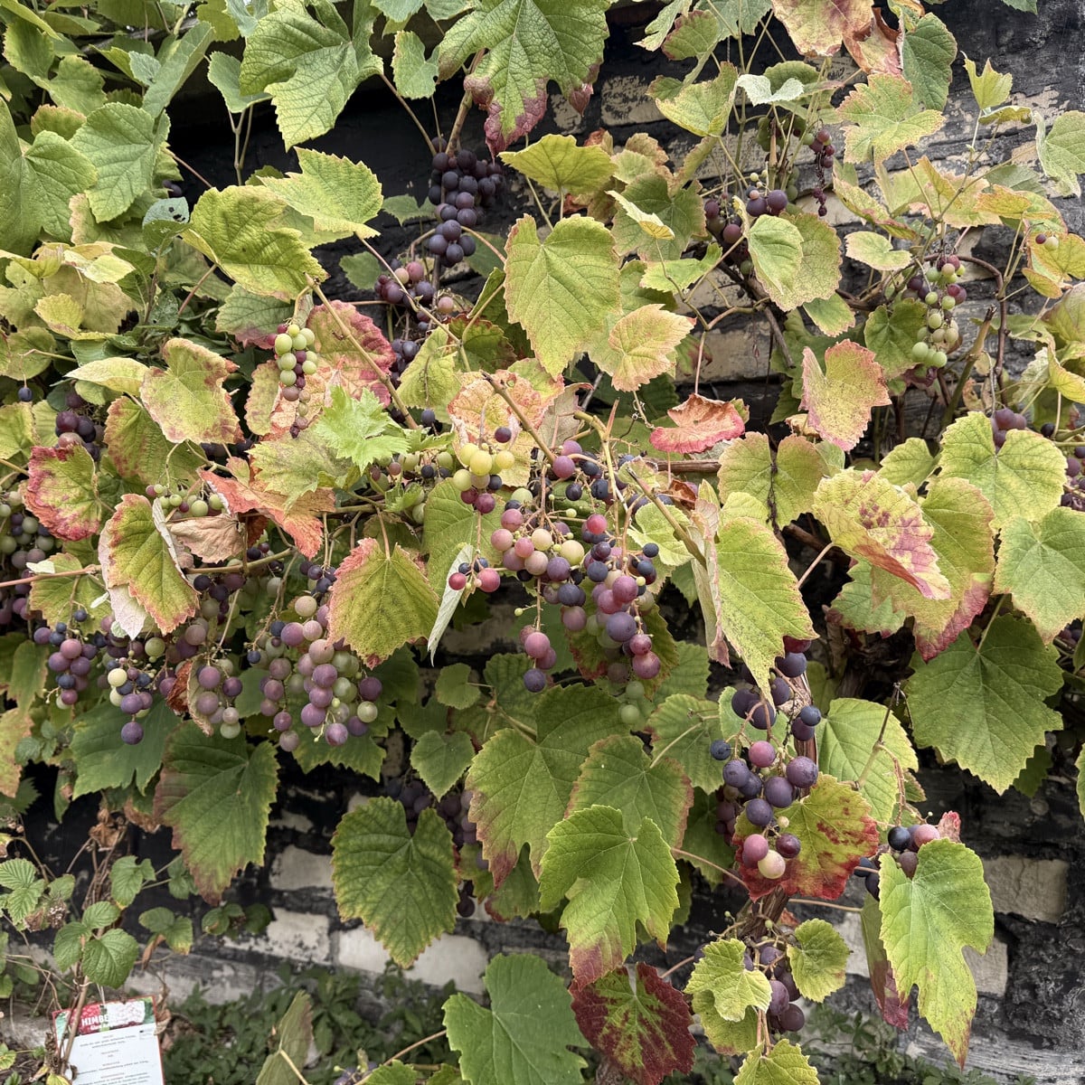 Garten Update ☺️ so langsam geht es ans abernten und überlegen wie es weiter geht. Ich denke darüber nach, die paletten…