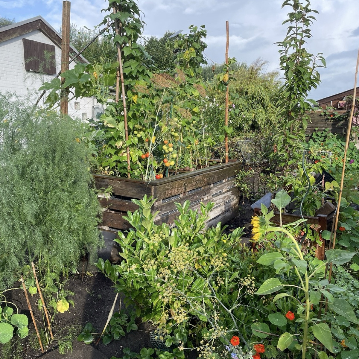 #mischkultur2026 

Ich habe im ersten Gartenjahr mit Reihenmischkultur begonnen, bin aber bereits kurz darauf bunt gewü…