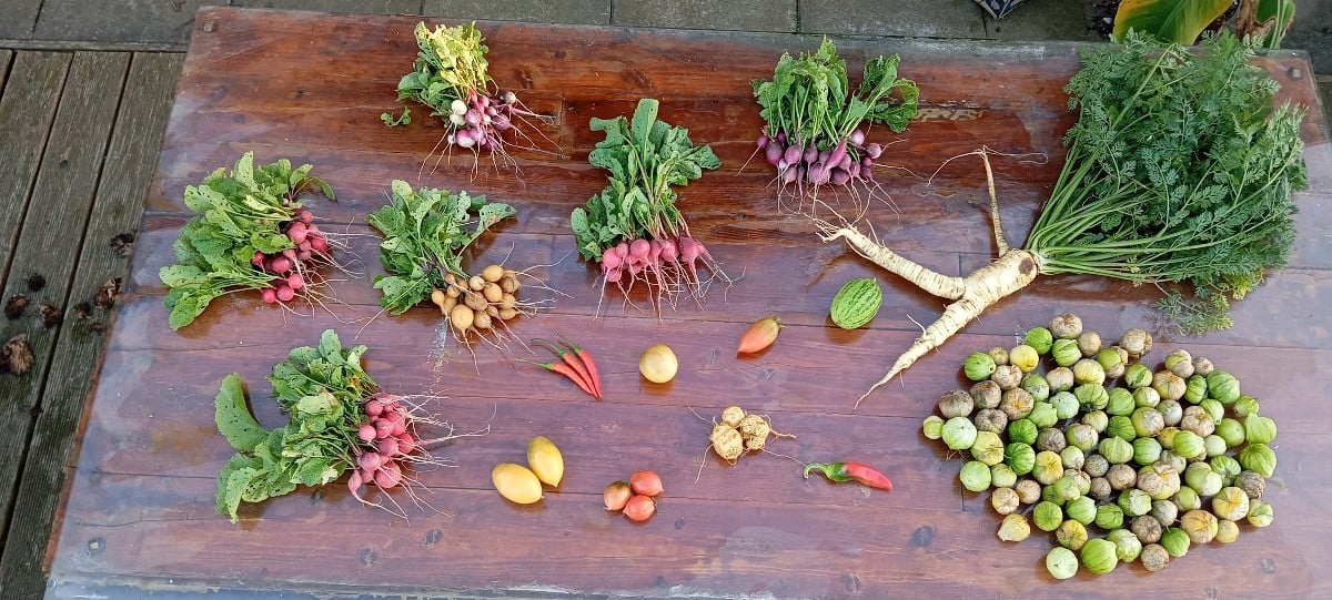 #einkaufenimgarten 🫜🍅🍈🌶️
#rätsel was sind das für Knollen auf Bild 4? 
Die Passionsblumenblüte hat sich geöffntet 🤗…