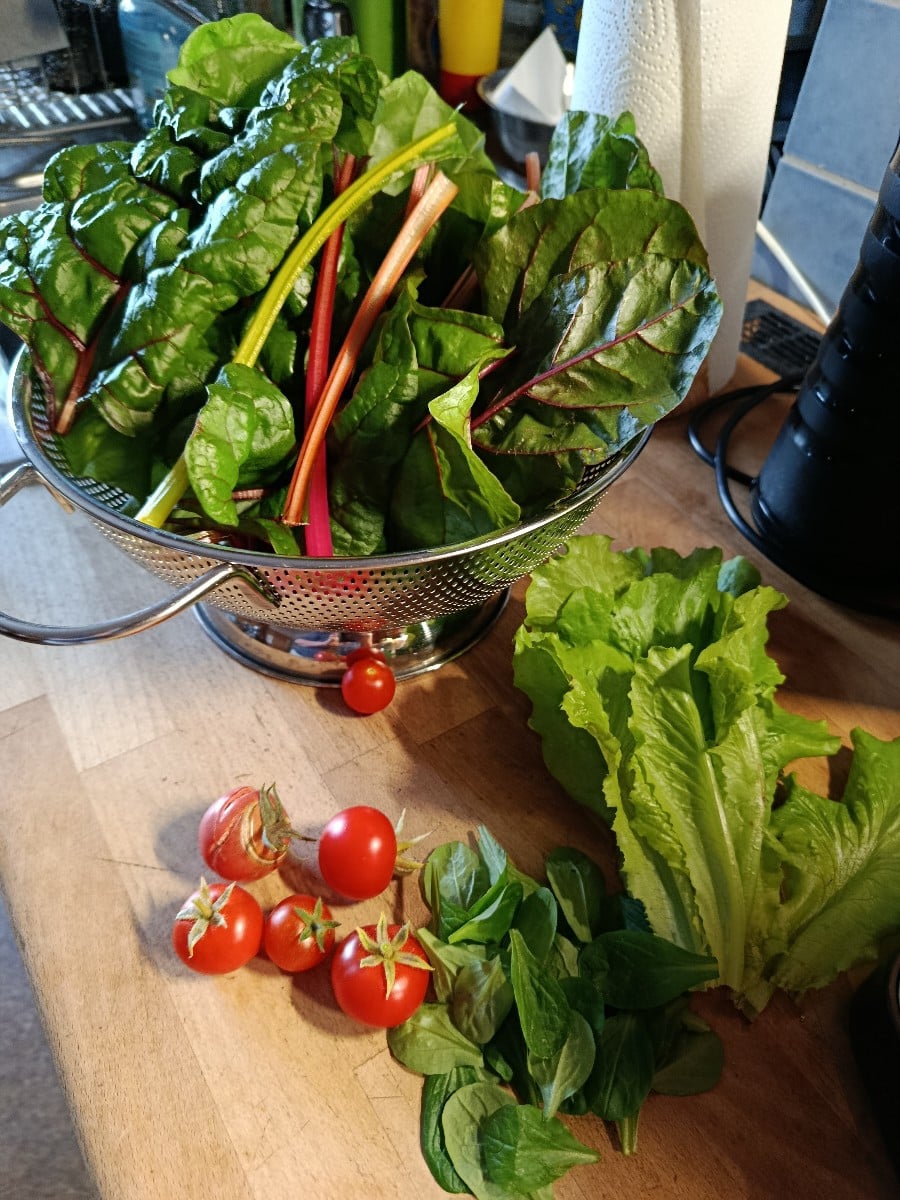 Im Hausgarten habe ich Mangold, etwas Feldsalat, Salat und eine Handvoll Tomaten geerntet. Es blüht noch schön, die Fle…