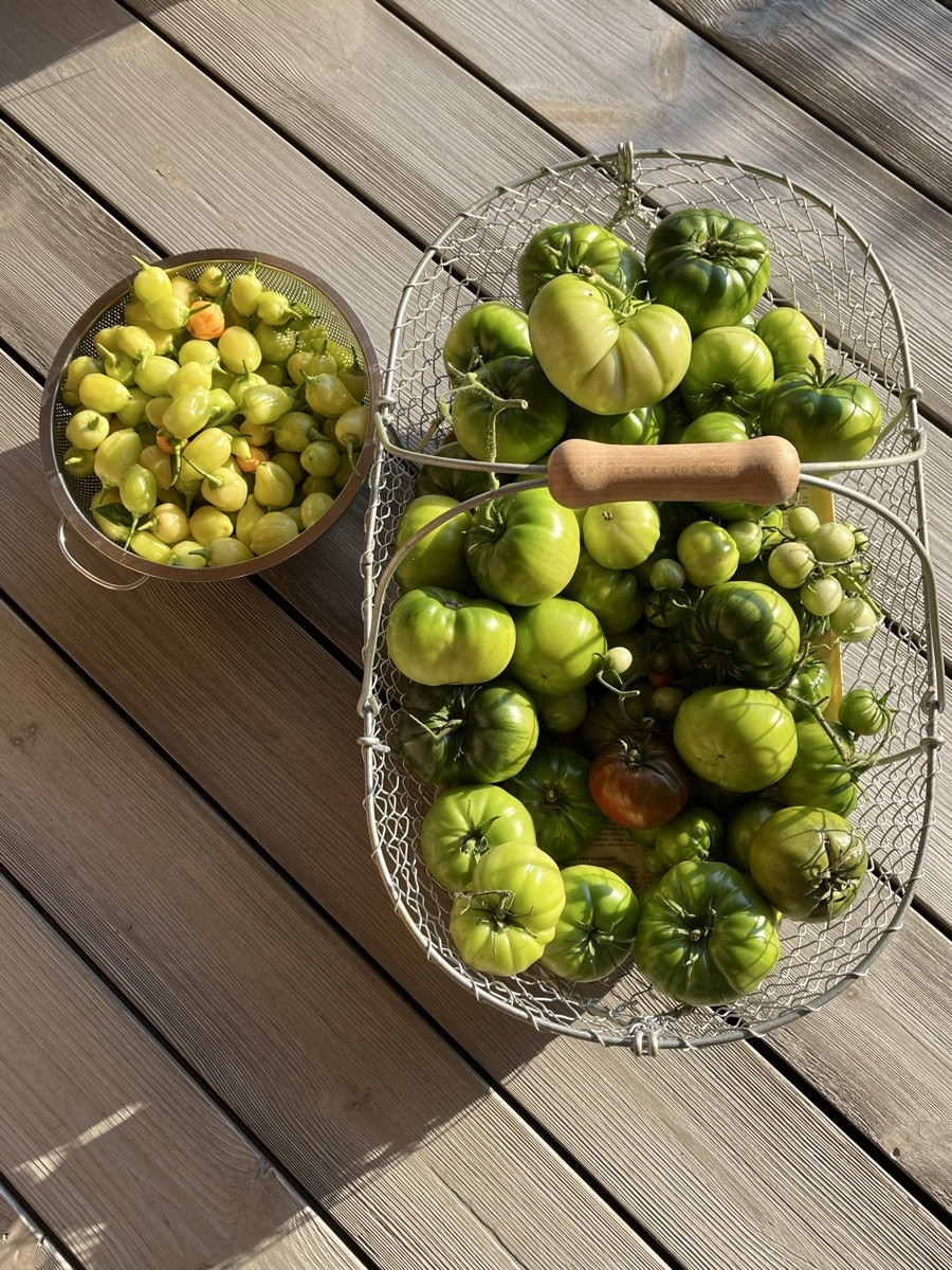 Vor 4 Tagen das Gewächshaus geräumt. Die noch grünen Tomaten reifen im Haus nach. Aus den reifen gab’s den italienische…