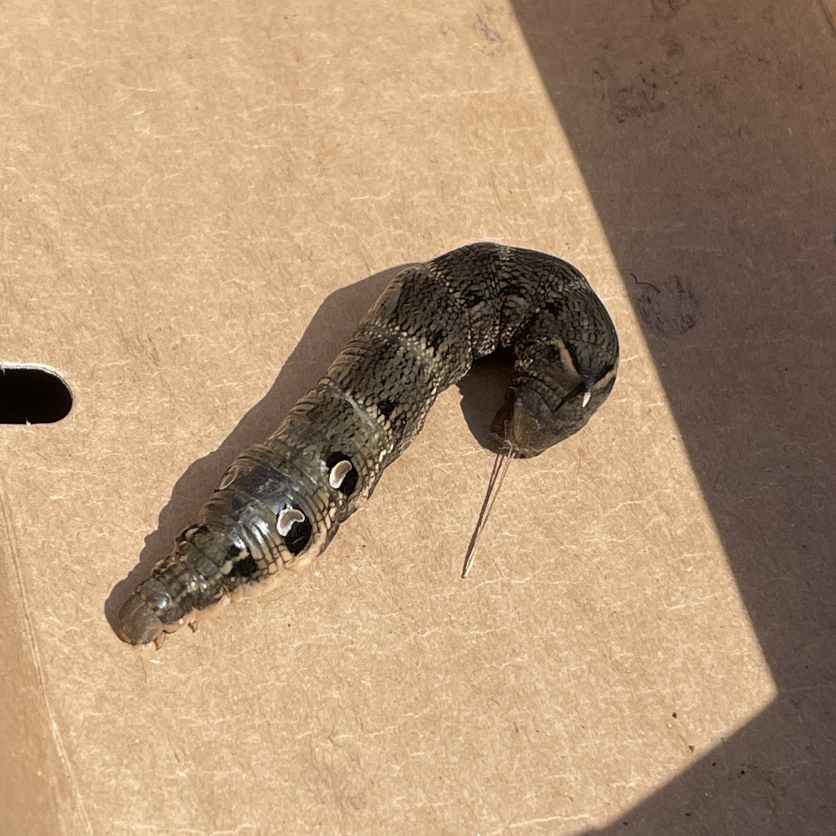 Bild 1: Habe heute jemand neues in meinem Garten entdeckt: Raupe des Mittleren Weinschwärmers, die sich in einem fortge…