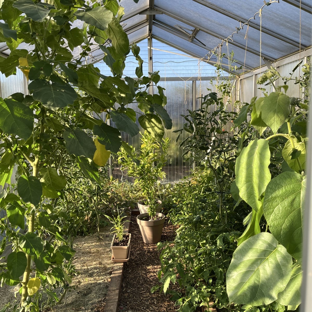 Wirklich ein aussergewöhnliches Sommer und Herbst! Anfang Oktober und die Tomaten sind noch immer am Wachsen der brasil…