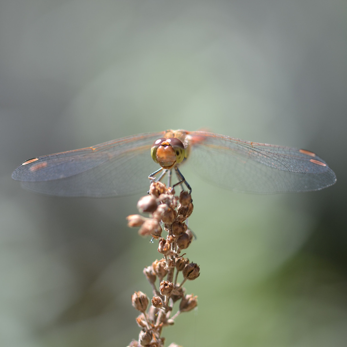 Auf sie hab ich schon gewartet: Die Große Heidelibelle (Foto 1 bis 3) ist immer im August am Gartenteich zu beobachten.…