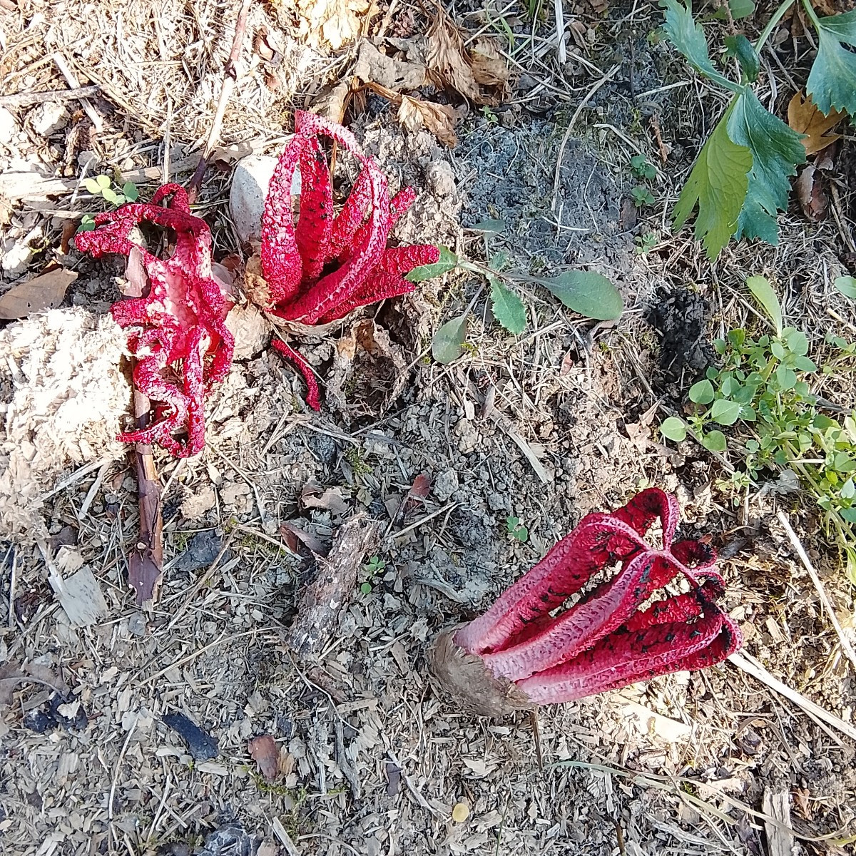 Auf unserem Grundstück entfaltet sich gerade der Tintenfischpilz / Krakenpilz. Seid froh das ich die Gerüche nicht mitl…