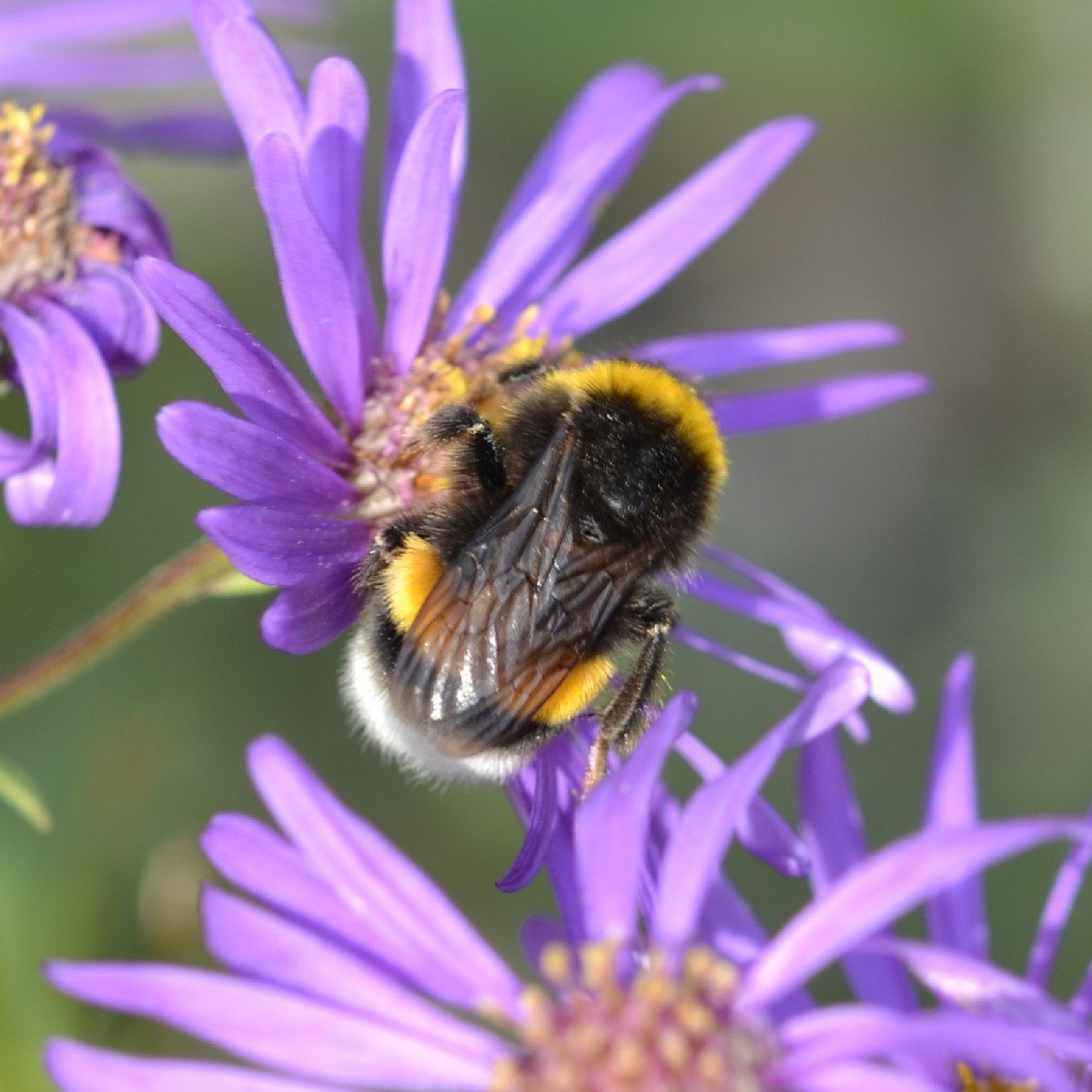 Ich werde schon ein bisschen wehmütig beim Fotografieren, weil sich die Insekten inzwischen doch ziemlich rar machen...…