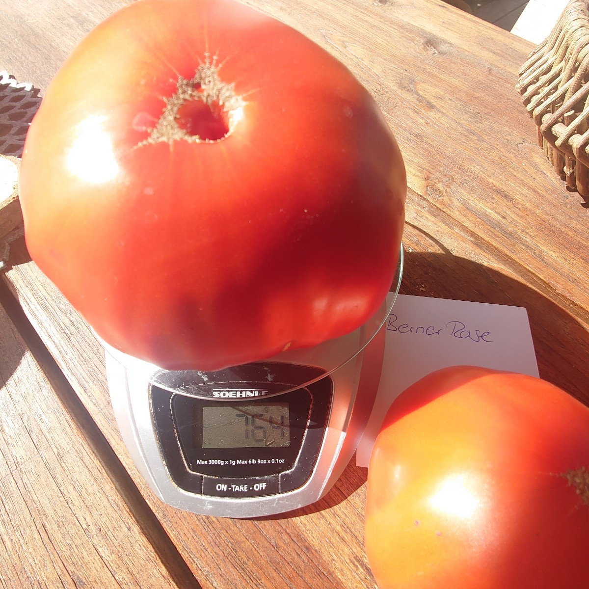 Zurück aus dem Urlaub und ab ins Schlaraffenland 🥰... Die Tomaten im Gewächshaus wachsen enorm unterschiedlich: Marman…