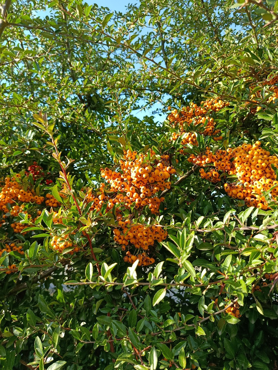 Ein paar herbstliche Impressionen aus dem Garten. Eine schöne Stimmung gegen Abend. Musste heute die Stauden und Sträuc…
