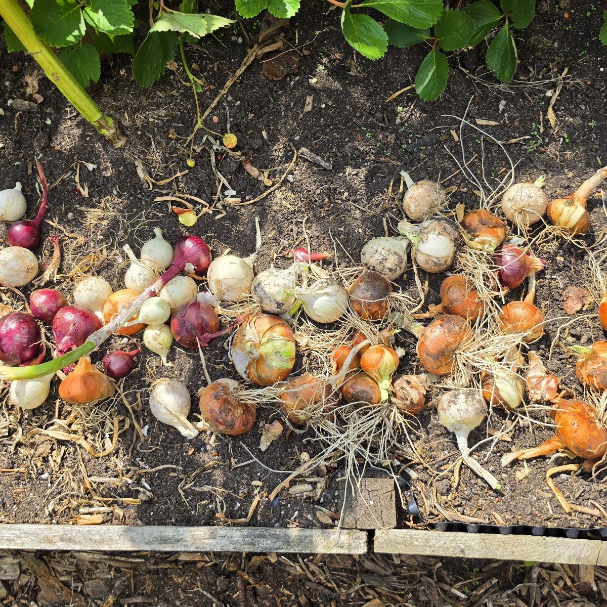 Hallo ihr Lieben, hier ist ein kleiner Gruß aus dem Schrebergarten. #schrebergarten #selbstversorger #gemüseanbau #somm…