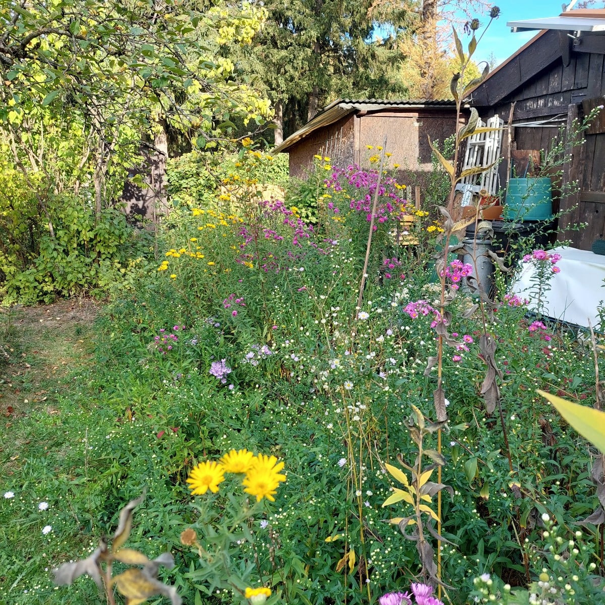 Yesterday in the garden.
Among other things, a #twin bloom
And a pointed cabbage (Filderkraut) with a twisted tip.