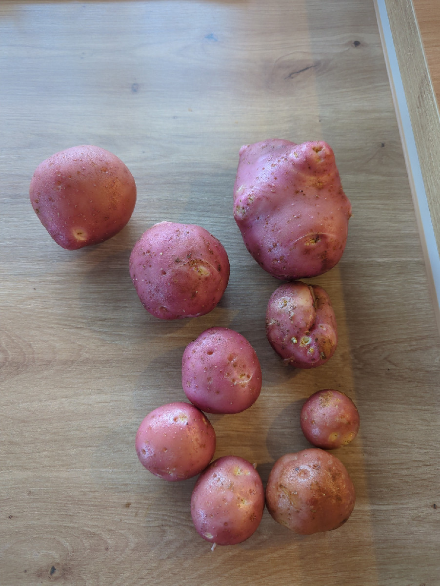 Ich habe dieses Jahr einmal den Versuch gestartet Kartoffeln aus Samen zu ziehen, da das neue Beet erst Ende Mai fertig…