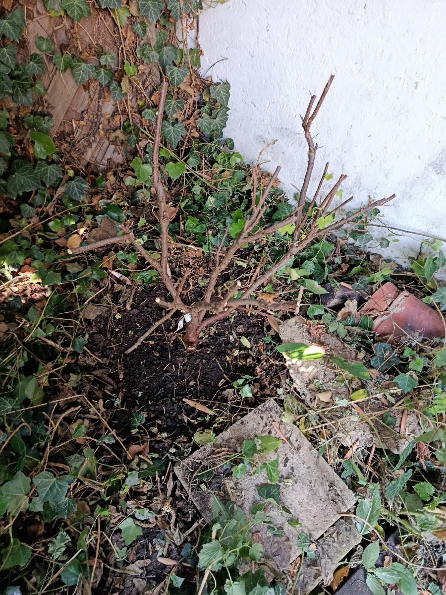 Mein Mann hat es doch tatsächlich geschafft, meine Blutjohannisbeere zu ersäufen. Die Scheinbeere genauso. Beide mögen …