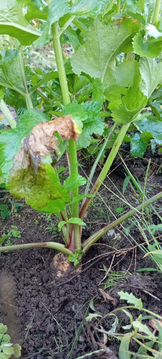 #einkaufenimgarten Im Garten, dabei sind auch die #increase
Bohnen, ich sammle aber erstmal die Samen, das sind viel zu…