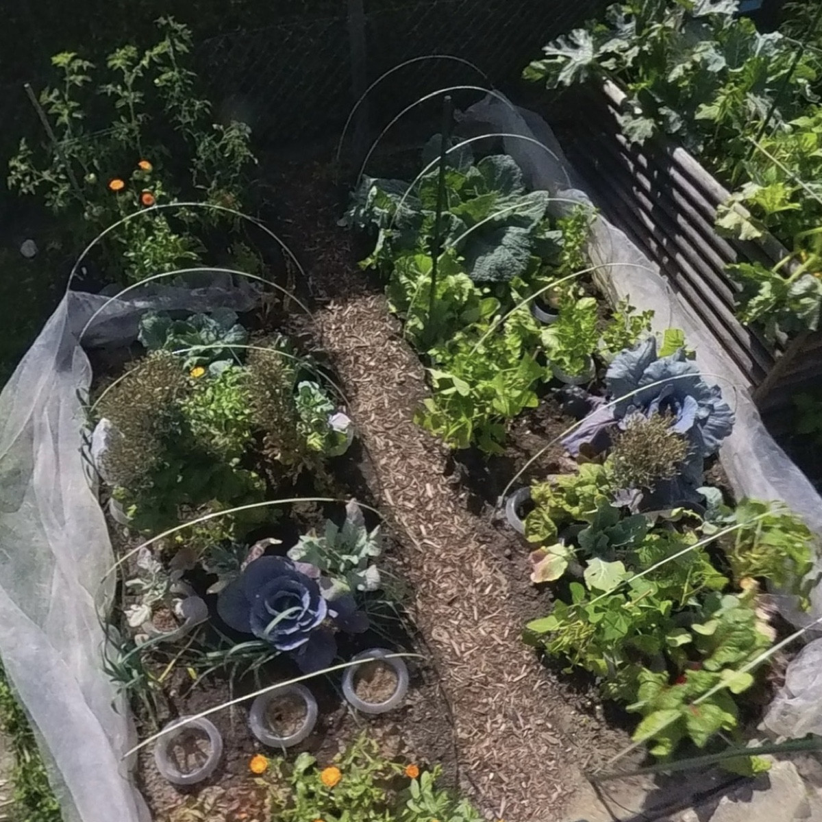 #mischkultur2026 

Ich habe im ersten Gartenjahr mit Reihenmischkultur begonnen, bin aber bereits kurz darauf bunt gewü…