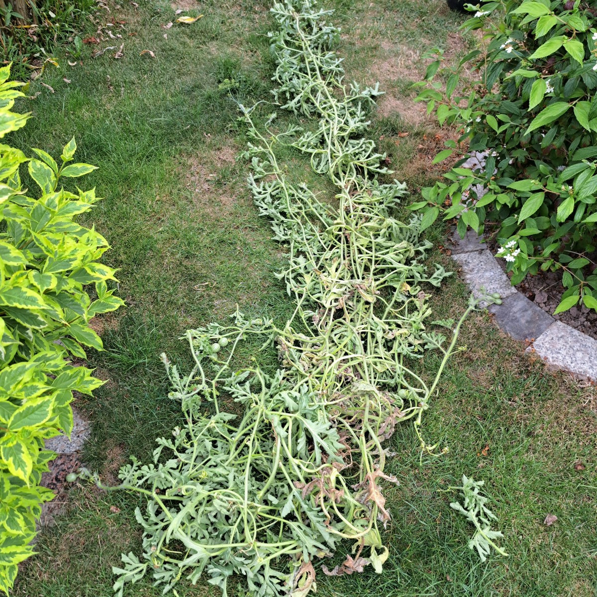 Hab gerade von Gartennachbarn meine Veredelt Melonen Sugar Baby 2,3 Kg ein Stück gegessen. Da hat die Melonen rund 400 …