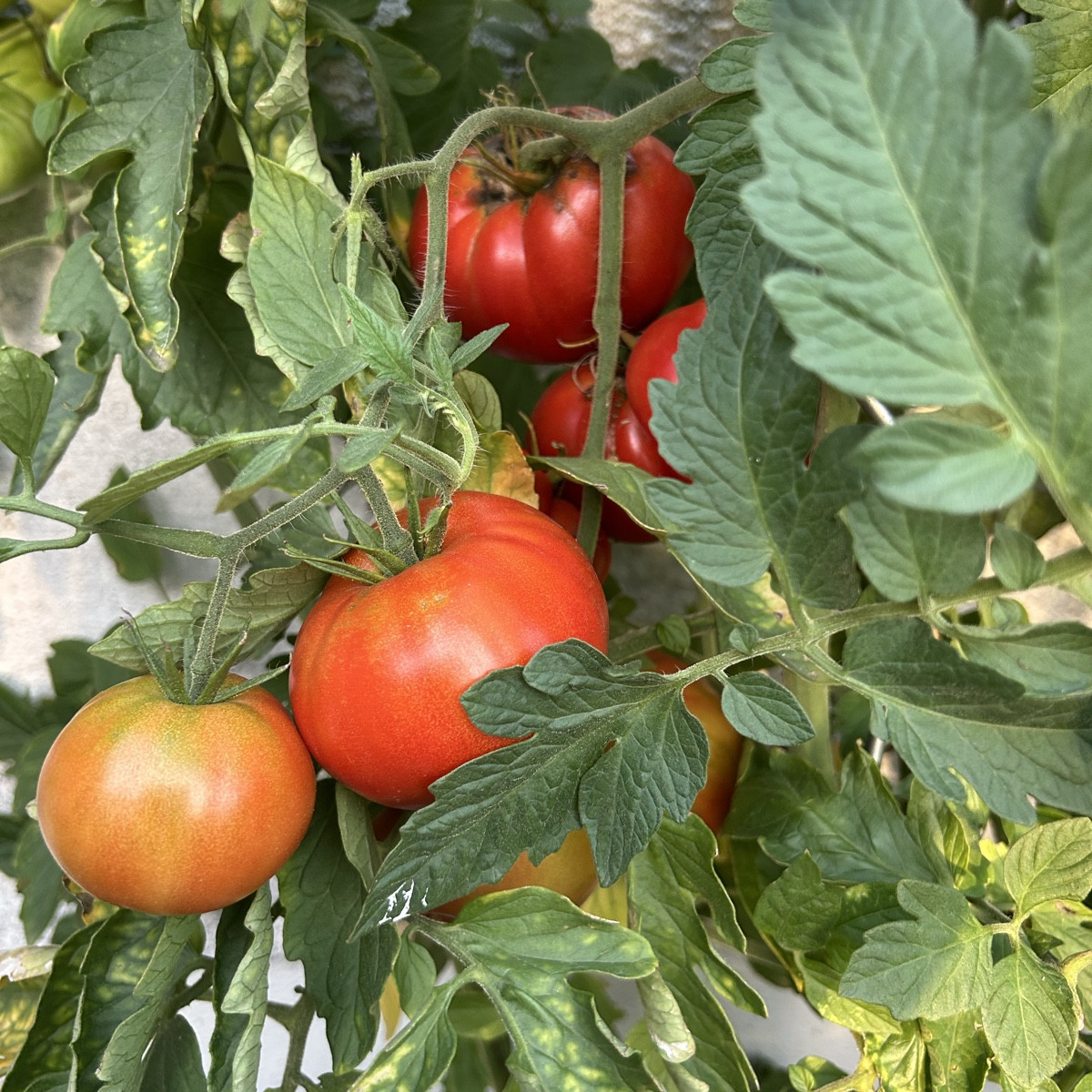 Also - für die (Freiland)Tomaten war das - auch dank Tröpfchenbewässerung - ein Hammerjahr! Null Mehltau, Null Braunfäu…