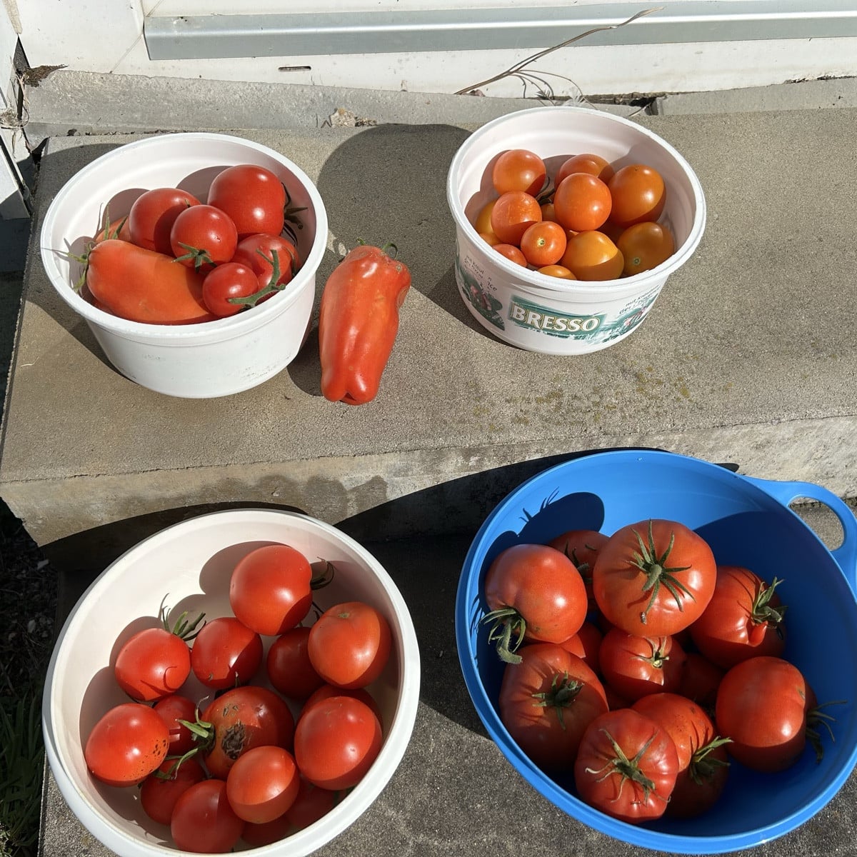 Der Tomatensommer ist mal echt herrlich bekloppt heuer . Allein im Blauen Pott sind 2kg Tomaten…