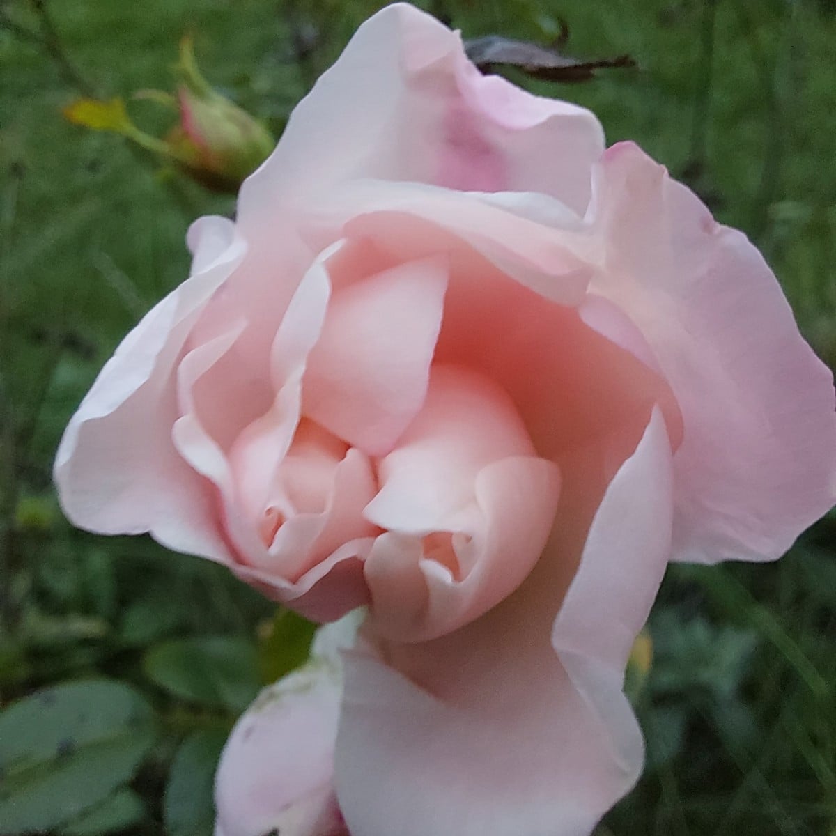 Yesterday in the garden.
Among other things, a #twin bloom
And a pointed cabbage (Filderkraut) with a twisted tip.