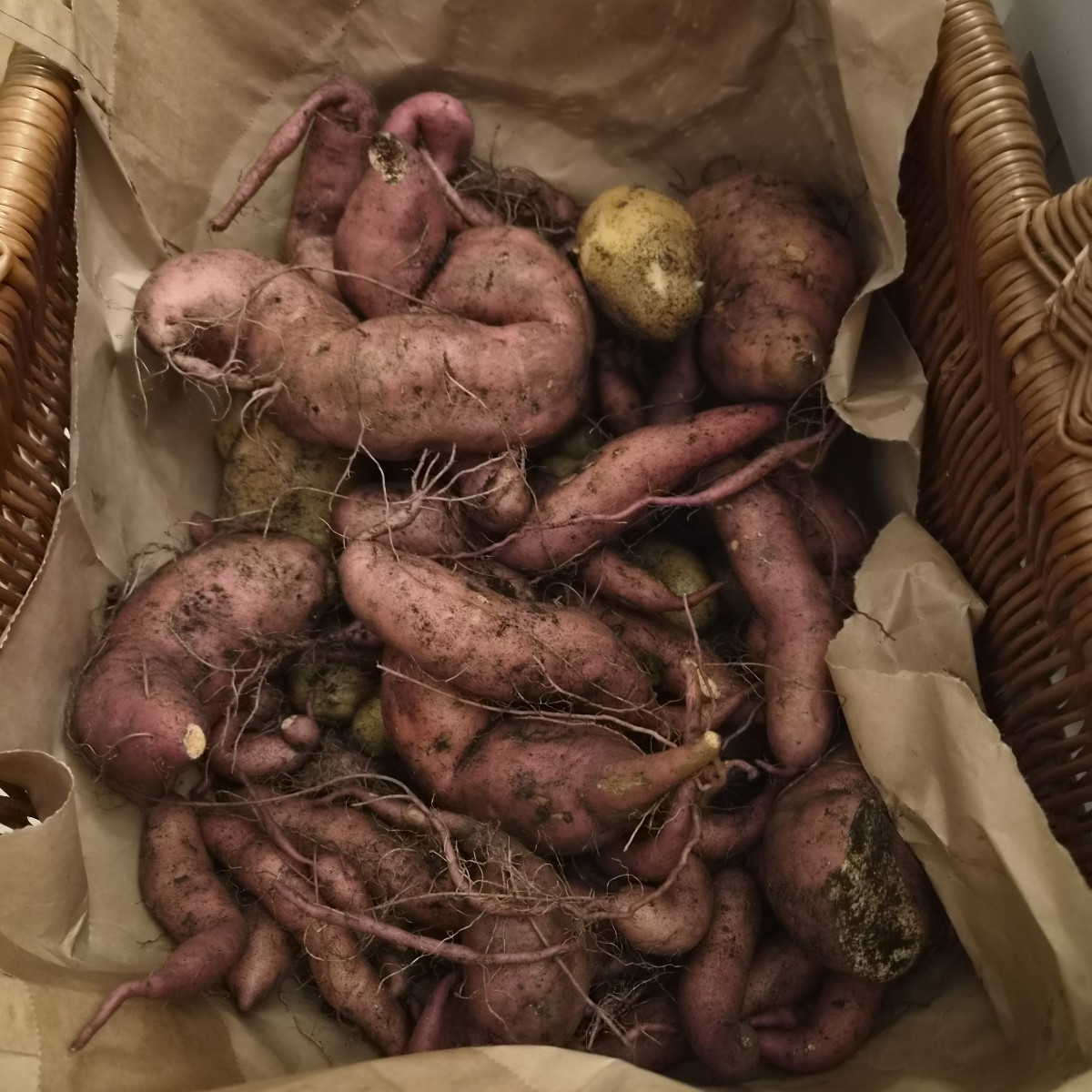 Mein erster Versuch mit @Süßkartoffeln und @Karoffeln in Pflanzsäcken und Mörtelkübel hat sich bewährt. 8kg Ernte heute…
