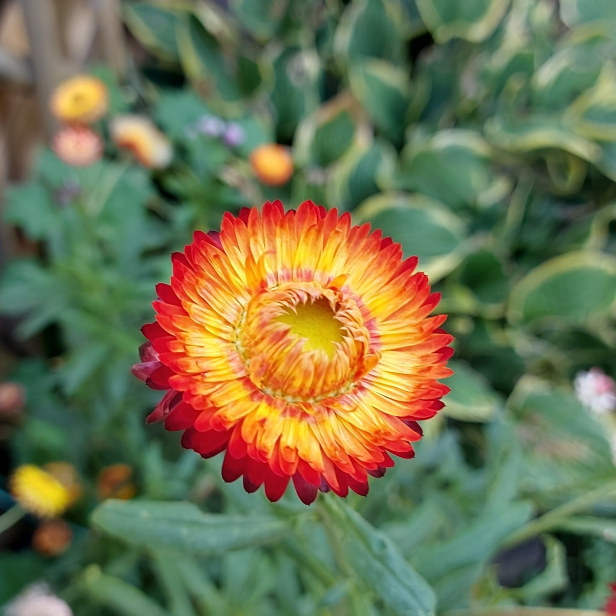 Hallo ihr lieben, 
Mal ein paar impressionen aus meinem Garten.  Alle Blumen und Pflanzen sind selber gezogen. Die Blum…