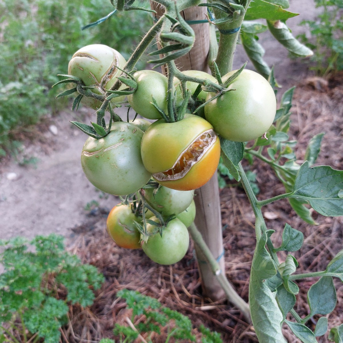 Vielleicht kann mir euer Schwarmwissen bei meinem Problem wieder helfen. 
Alle meine Tomaten kommen scheinbar mir der H…