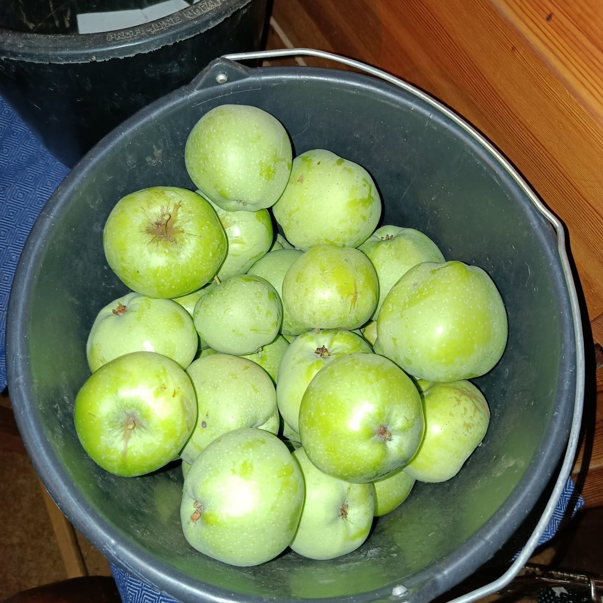 Habe heute meinen ersten Eimer #weisserwinterkalvill geerntet 
Er ist normal viel später pflückreif, aber dieses Jahr i…