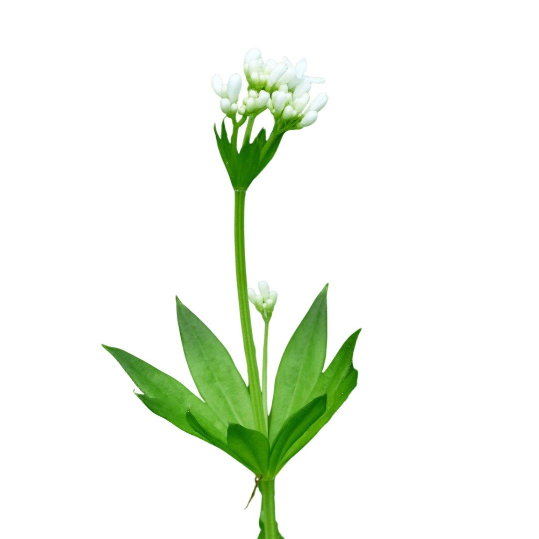 Waldmeister