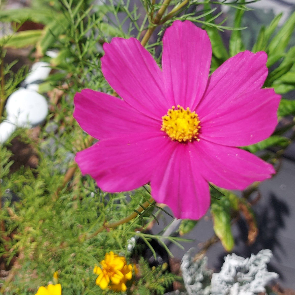 Hallo ihr lieben, 
Mal ein paar impressionen aus meinem Garten.  Alle Blumen und Pflanzen sind selber gezogen. Die Blum…