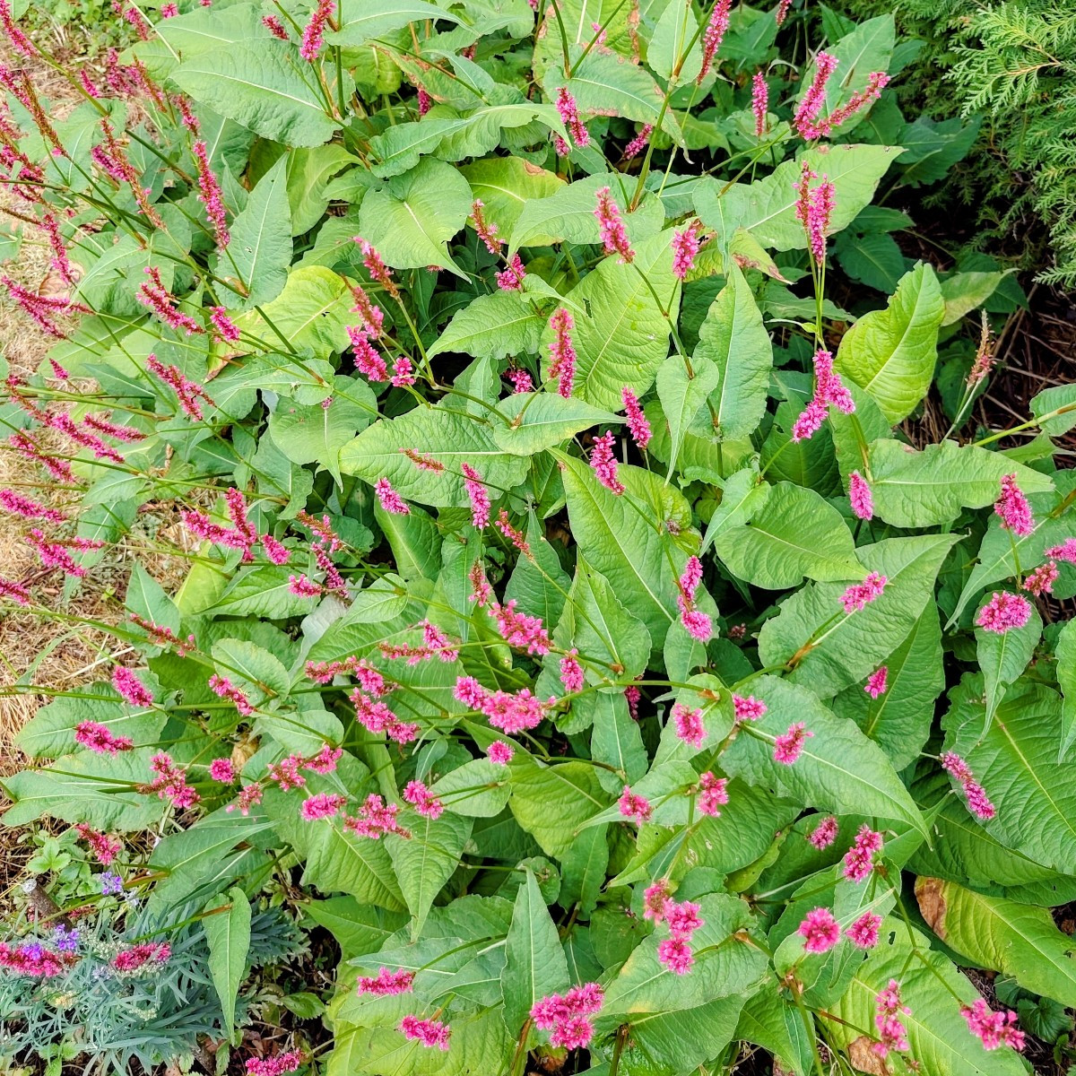 Und ein paar Blumenfotos 😀