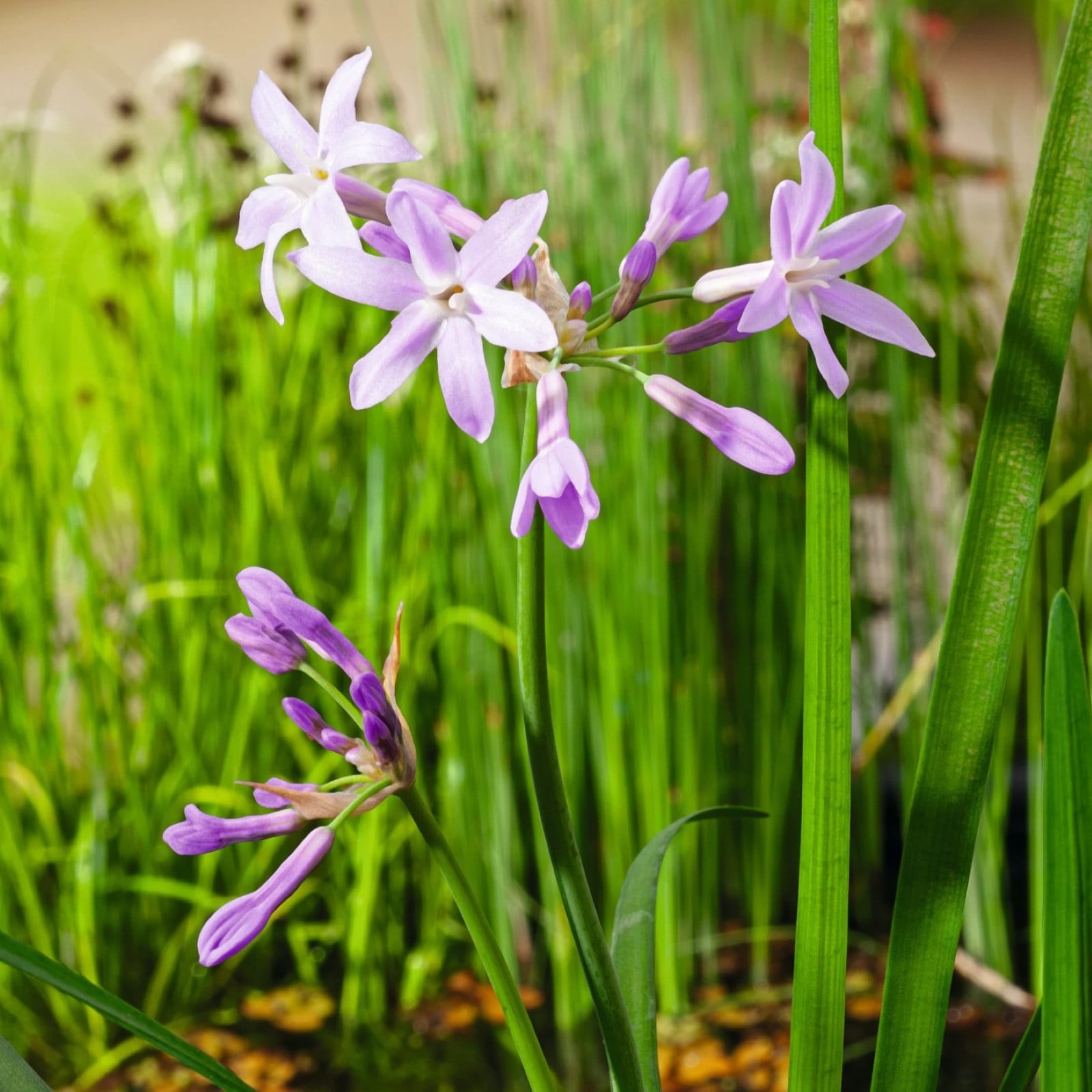 Kaplilien / Kaplauche