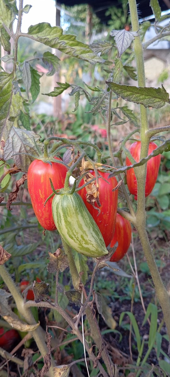 Heute mal alles rot aus dem Garten... 🍅🌶️
Die Litschitomaten schmecken mir richtig lecker, nur die Kerne stören etwas.…