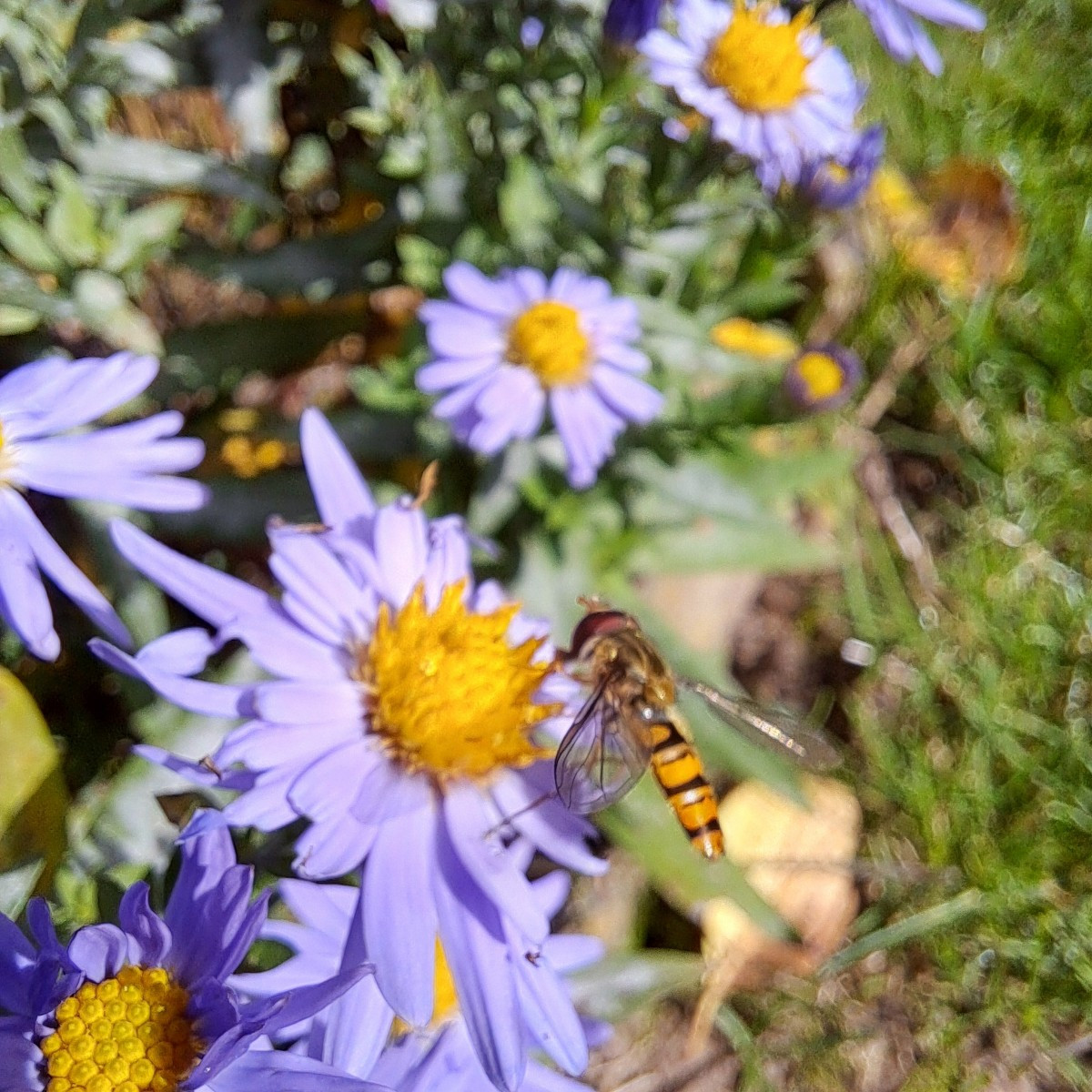 Heute ist mir das beste Insekten Foto gelungen in dieser Saison wahrscheinlich. 😍

Vor einpaar Wochen habe ich die neu…