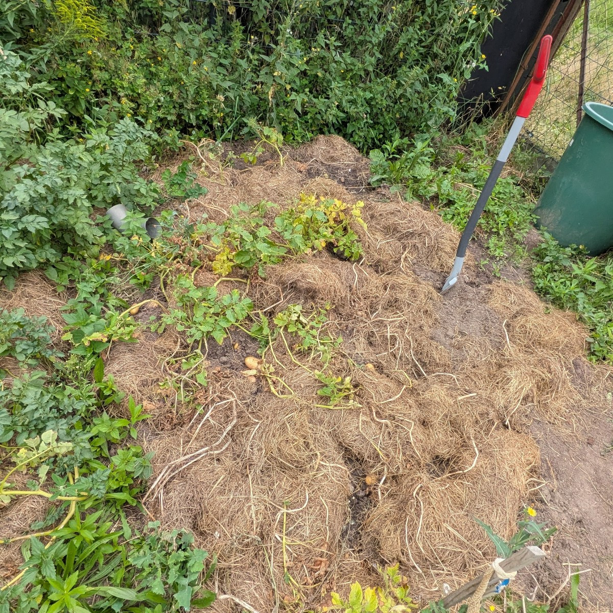 Wenn man aus dem Urlaub wieder kommt und eine Wildschwein Familie die Arbeit von 7 Monaten und die gesamte Ernte von Sü…
