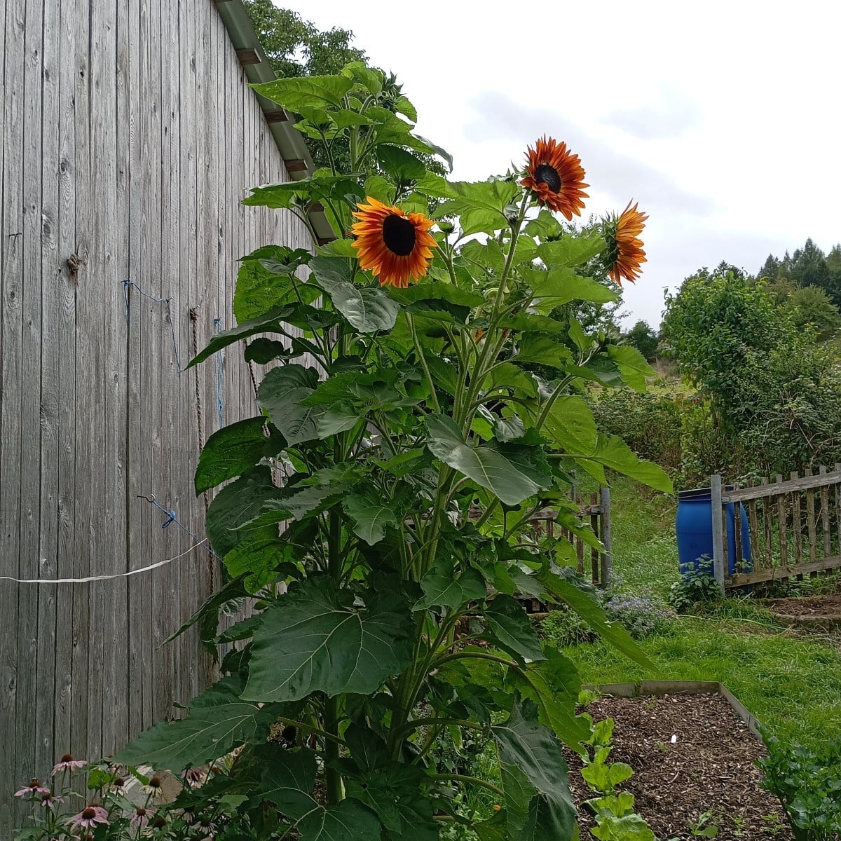 Meine Sonnenblumen blühen wunderschön heute Kirchpflaumen geerntet werde sie heut Abend dampfentsaften 
