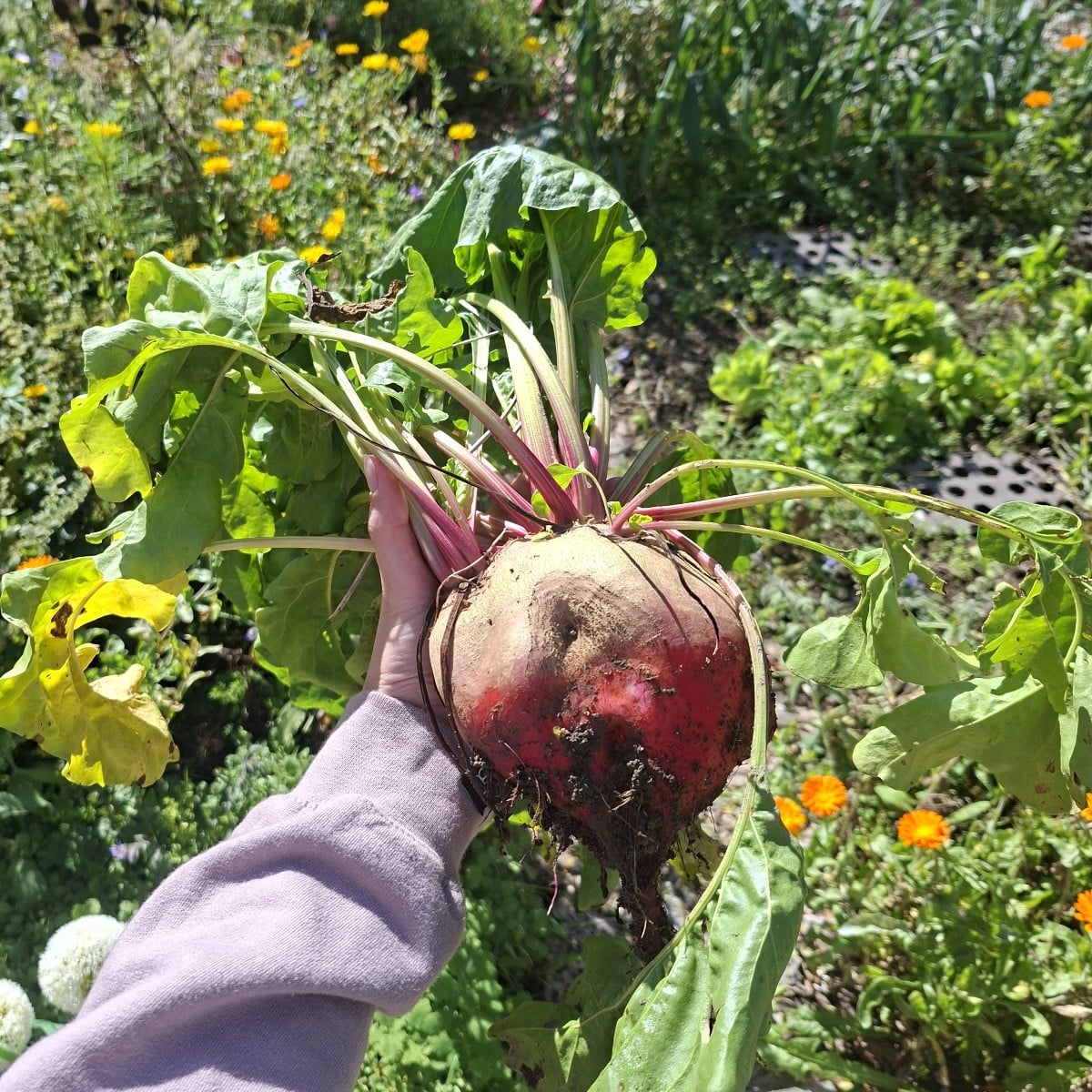 Wegen des trockenen Wetters gibt es dieses Jahr zwar keine so große Ernte in meinem Garten, aber das was gewachsen ist,…