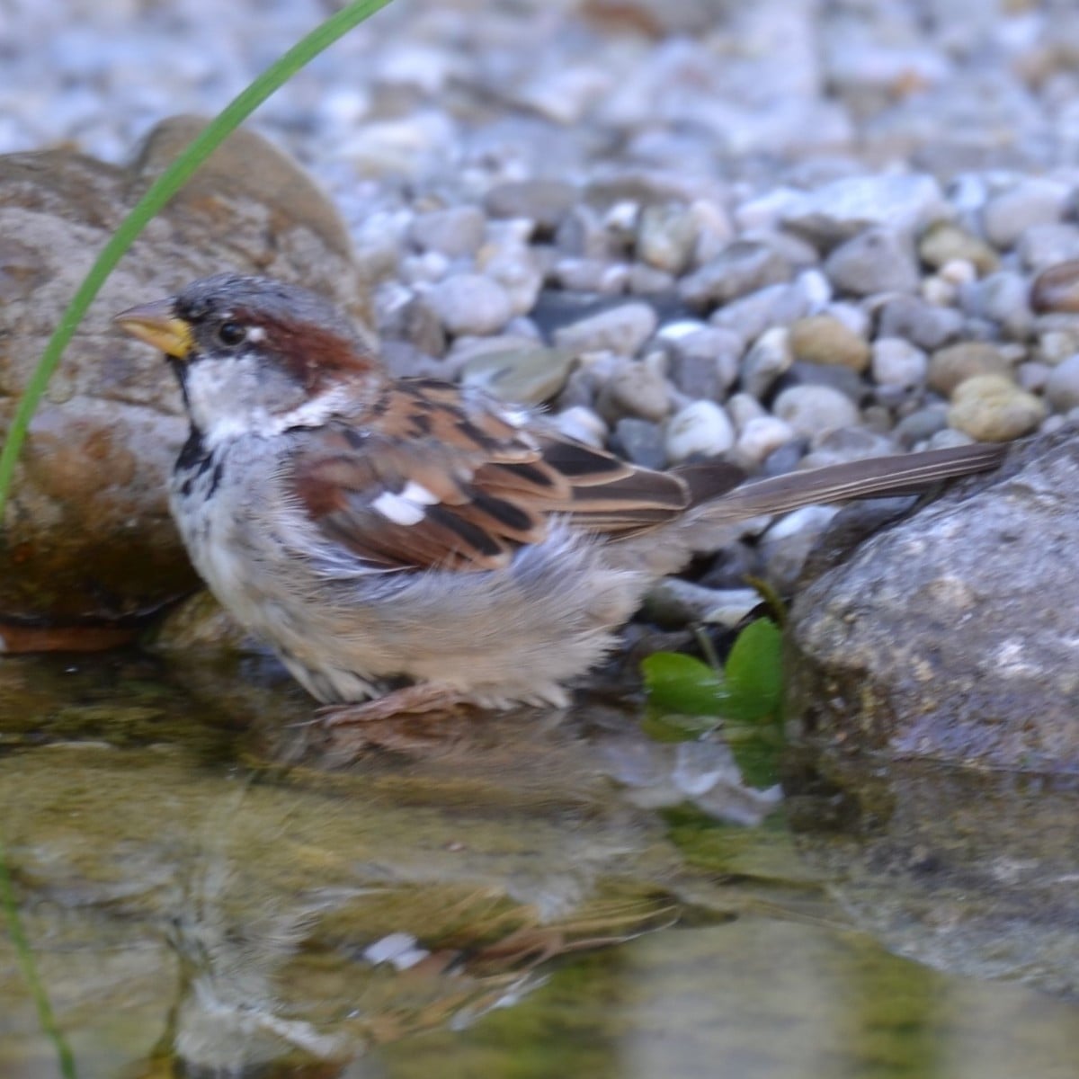 Gestern hab ich mal wieder das Teleobjektiv ausprobiert und unsere Badegäste fotografiert. Ich lese und höre immer, das…