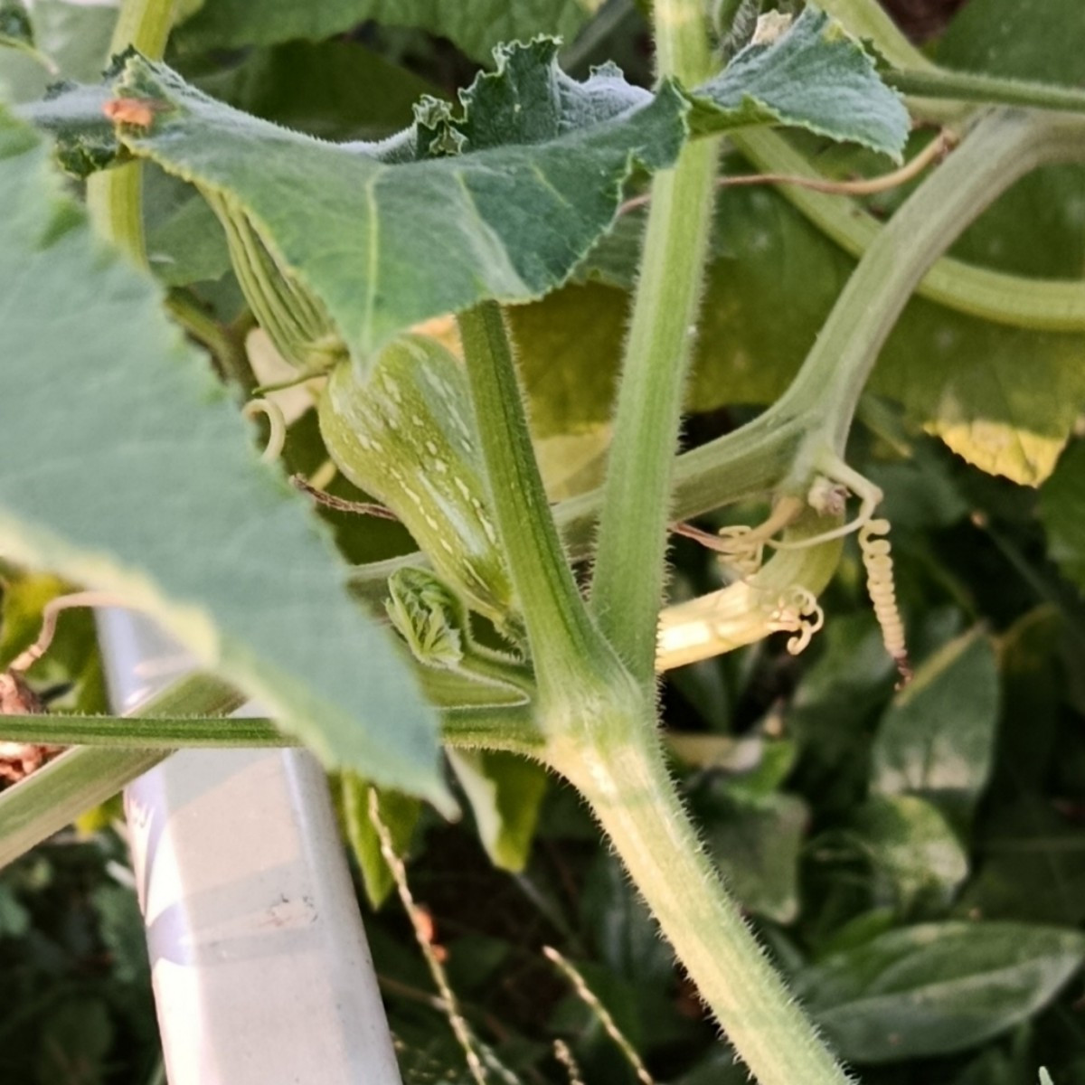 Die Tomate Goldita produziert und trotzt der Hitze. Ananastomate habe ich dieses Jahr nur zwei.😥
Kürbis ist auch nicht…
