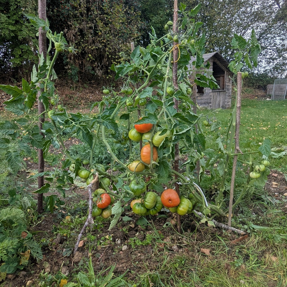 Hab den Tomaten die Blüten angeschnitten und ordentlich Licht gemacht, damit da noch gut Sonne rankommt. Bei meiner wil…